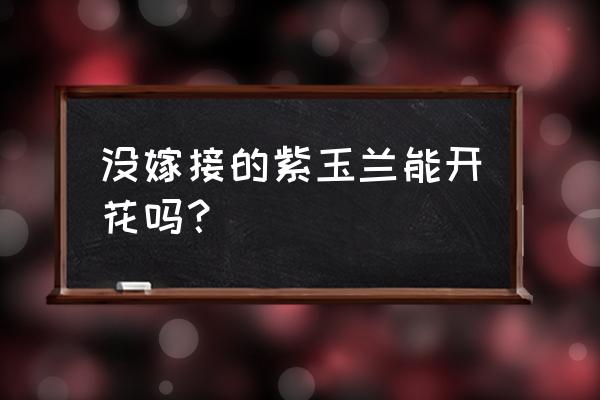 紫玉兰什么时候嫁接最好 没嫁接的紫玉兰能开花吗？