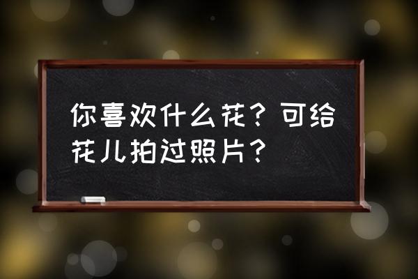 野菊花怎么拍好看 你喜欢什么花？可给花儿拍过照片？