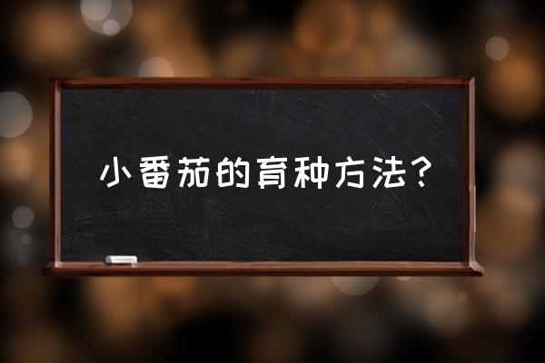 西红柿怎么育苗最好的方法 小番茄的育种方法？