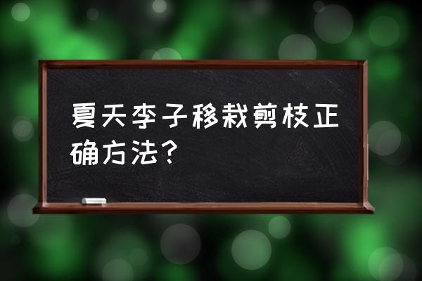 李子树什么时间移栽最佳 夏天李子移栽剪枝正确方法？