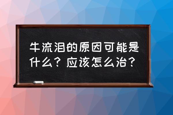 牛的眼睛颜色对照表 牛流泪的原因可能是什么？应该怎么治？