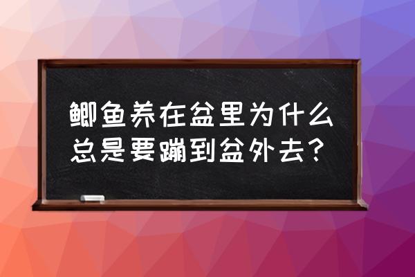 鲫鱼养在盆里要不停增氧气么 鲫鱼养在盆里为什么总是要蹦到盆外去？