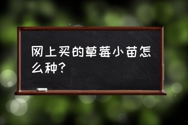 刚栽的草莓烂根怎么处理 网上买的草莓小苗怎么种？