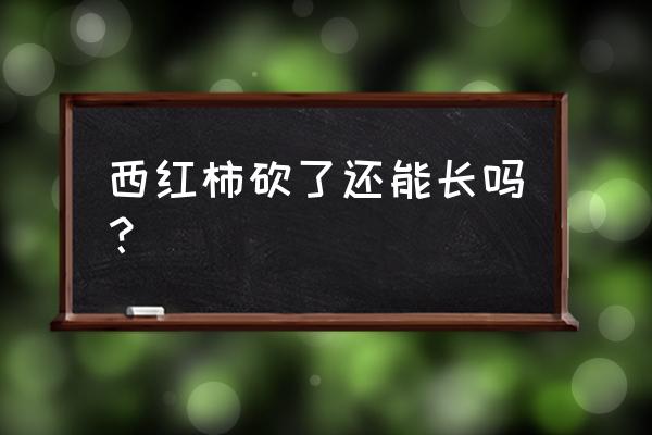 番茄怎么修剪产量高 西红柿砍了还能长吗？