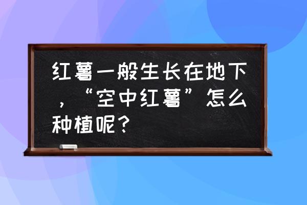 红薯无土栽培 红薯一般生长在地下，“空中红薯”怎么种植呢？