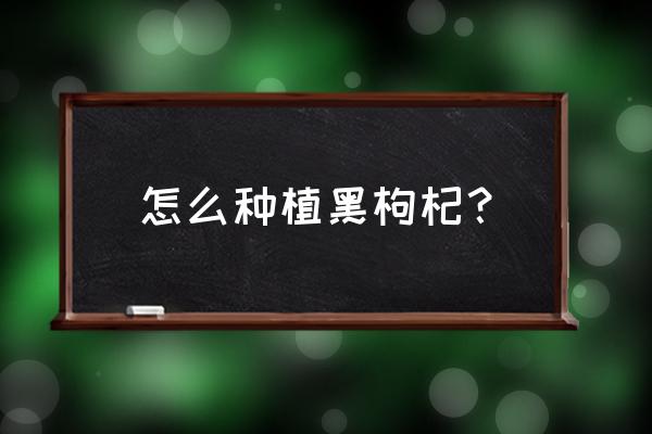 大红盖菇栽培技术 怎么种植黑枸杞？