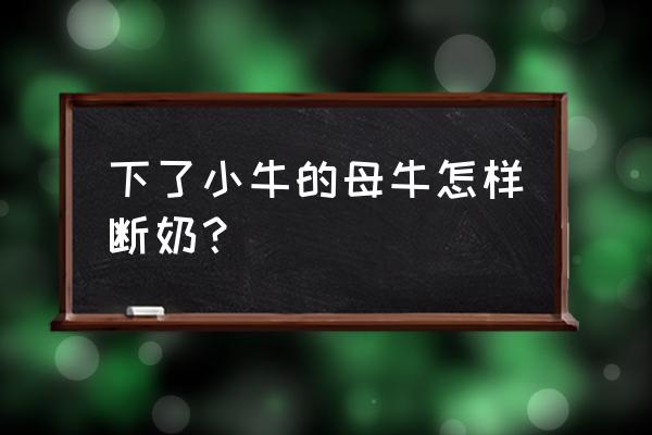 犊牛喂奶喂多了怎么办 下了小牛的母牛怎样断奶？