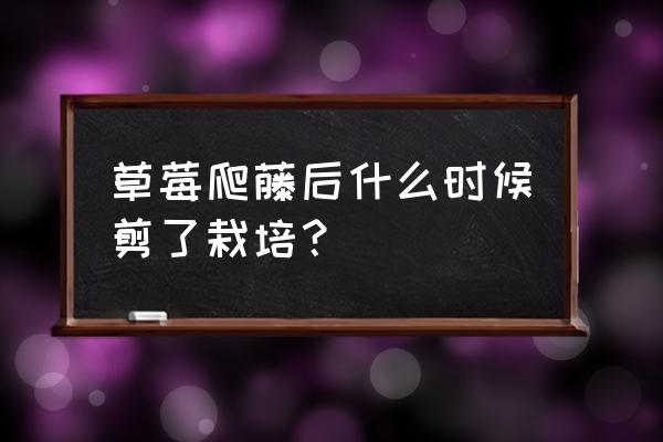 草莓苗买回来开花结果了要剪掉吗 草莓爬藤后什么时候剪了栽培？