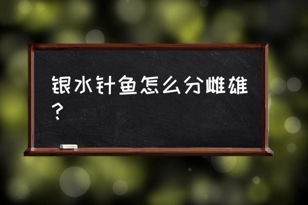 水针鱼养殖方法 银水针鱼怎么分雌雄？