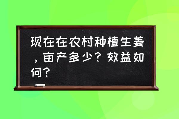 黄姜苗批发 现在在农村种植生姜，亩产多少？效益如何？