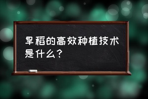 草席怎样除虫 旱稻的高效种植技术是什么？