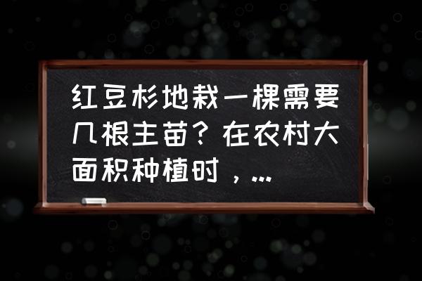 种植一棵大树需要什么条件呢 红豆杉地栽一棵需要几根主苗？在农村大面积种植时，该注意些什么？