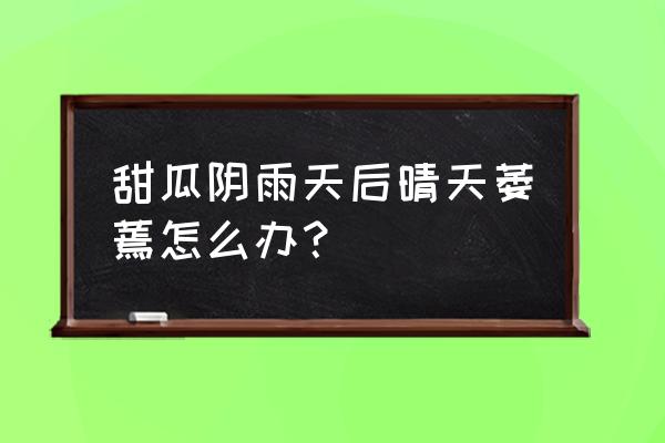 甜瓜坐果期喷什么叶面肥好 甜瓜阴雨天后晴天萎蔫怎么办？