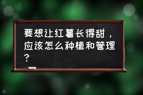 黄皮营养回流怎么处理 要想让红薯长得甜，应该怎么种植和管理？