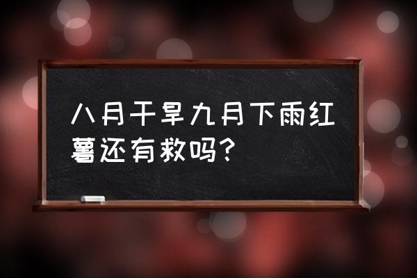 湿的番薯粉下雨不能晒怎么办 八月干旱九月下雨红薯还有救吗？