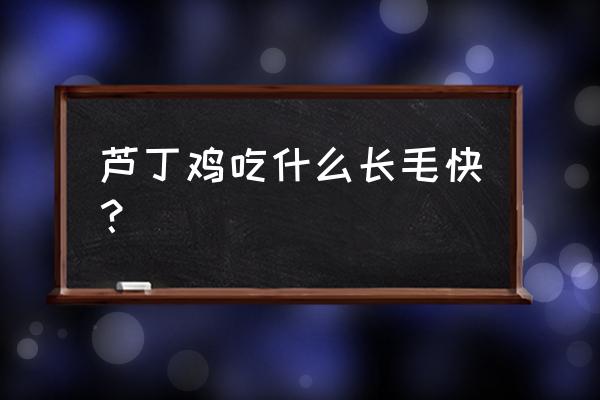 芦丁鸡下蛋窝自制 芦丁鸡吃什么长毛快？