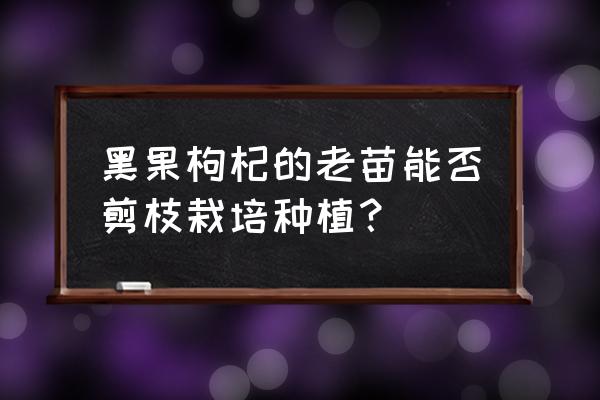 盆栽黑枸杞怎么栽培的 黑果枸杞的老苗能否剪枝栽培种植？