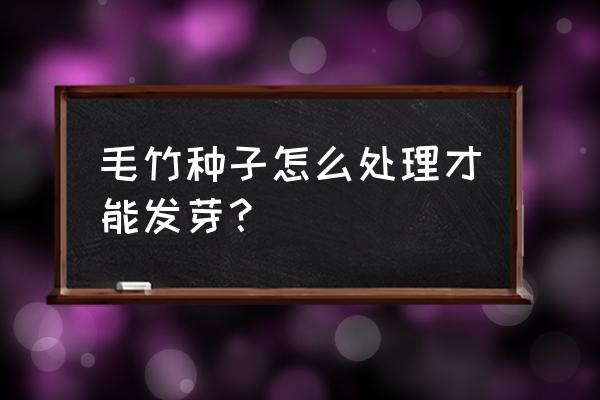 四季大型毛竹种子怎么种 毛竹种子怎么处理才能发芽？