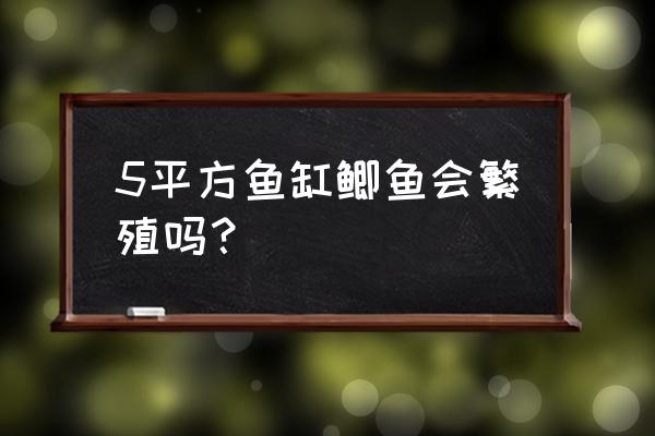 家中养观赏鲫鱼的正确方法 5平方鱼缸鲫鱼会繁殖吗？