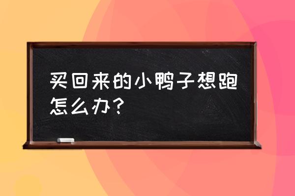 小鸭子怎么带出门玩 买回来的小鸭子想跑怎么办？