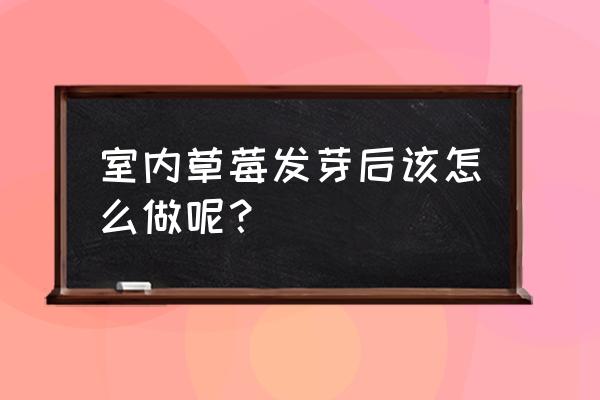 草莓发芽了怎么才能种活 室内草莓发芽后该怎么做呢？