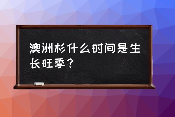 澳洲农场采摘图片大全 澳洲杉什么时间是生长旺季？