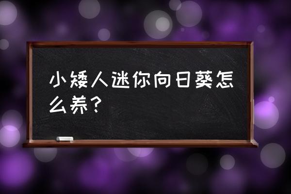 冬天拿向日葵怎么拍照好看 小矮人迷你向日葵怎么养？