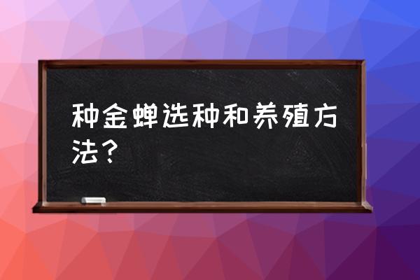 家庭养蝉的正确方法 种金蝉选种和养殖方法？