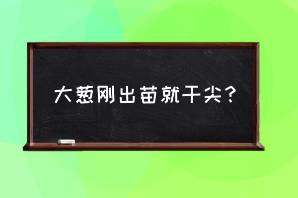 大葱长白点有什么小偏方 大葱刚出苗就干尖？