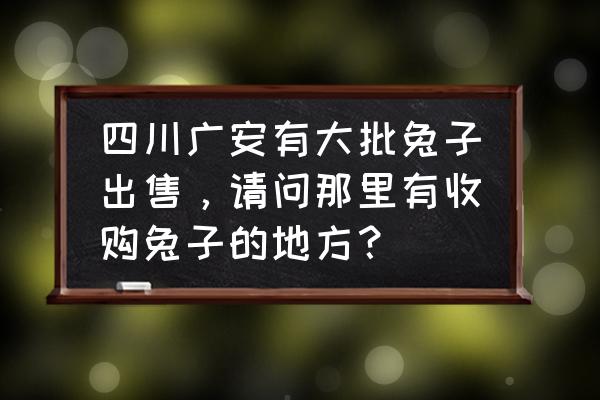 怎么寻找收购兔子的 四川广安有大批兔子出售，请问那里有收购兔子的地方？