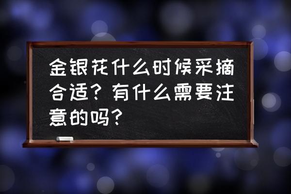 金银花摘下可以直接晾晒吗 金银花什么时候采摘合适？有什么需要注意的吗？