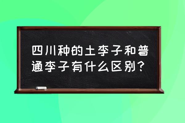 农村很大的李子叫什么名字 四川种的土李子和普通李子有什么区别？