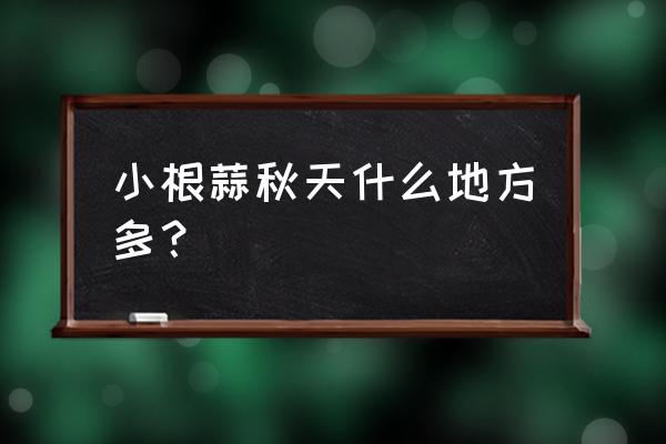 大蒜加入饵料深秋可钓鲫鱼鲤鱼吗 小根蒜秋天什么地方多？