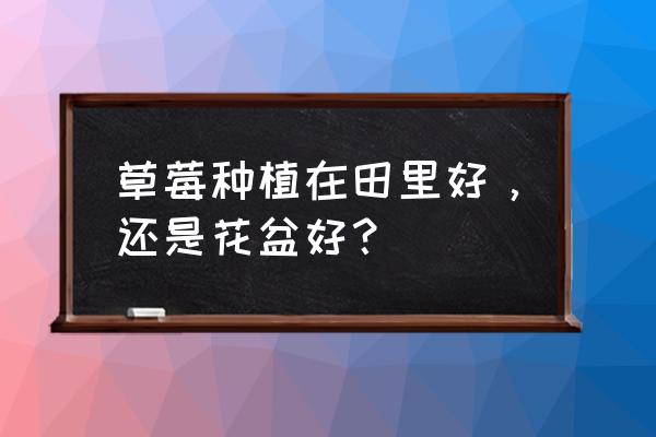 草莓盆栽专用盆 草莓种植在田里好，还是花盆好？