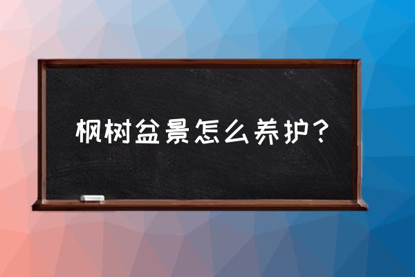 盆栽红枫树苗春天的正确养殖方法 枫树盆景怎么养护？