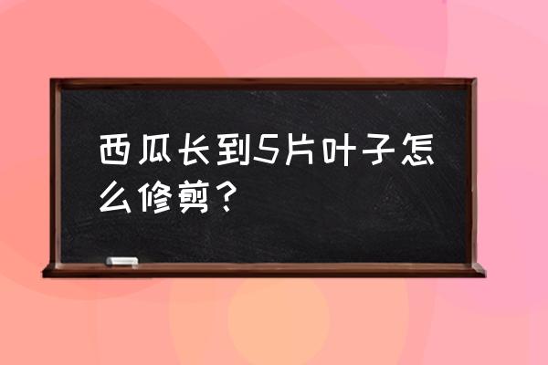 西瓜修枝方法 西瓜长到5片叶子怎么修剪？