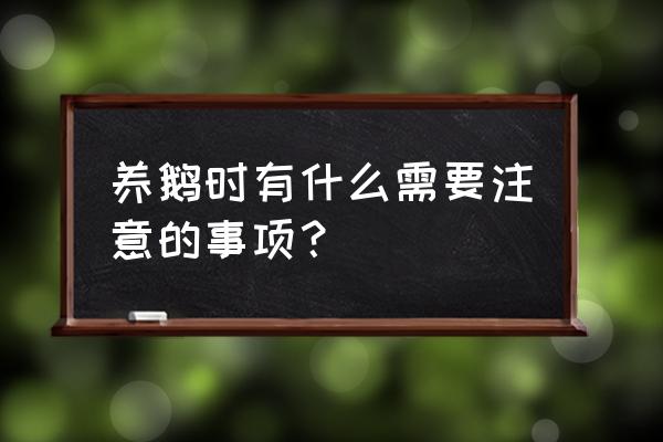 小鹅为什么要喝红糖水 养鹅时有什么需要注意的事项？