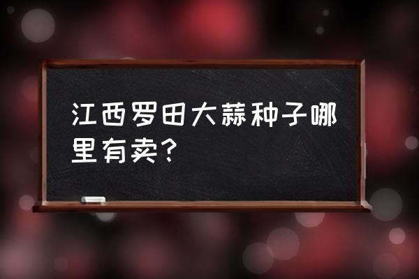 黑蒜在哪里能买到 江西罗田大蒜种子哪里有卖？