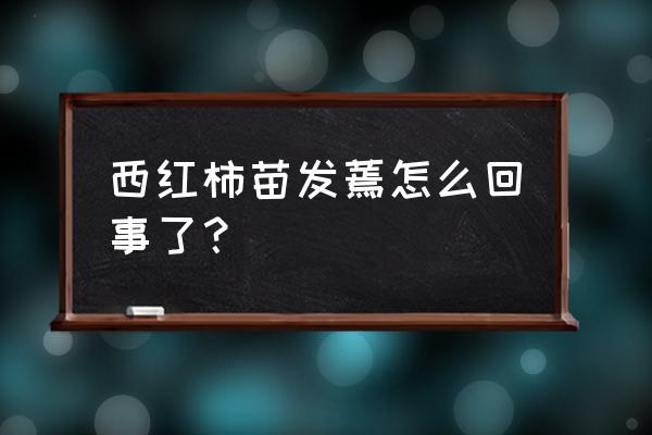 番茄因安全问题停止推荐怎么改正 西红柿苗发蔫怎么回事了？