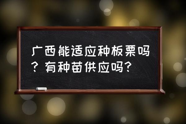 板栗树苗冬天栽好吗 广西能适应种板栗吗？有种苗供应吗？