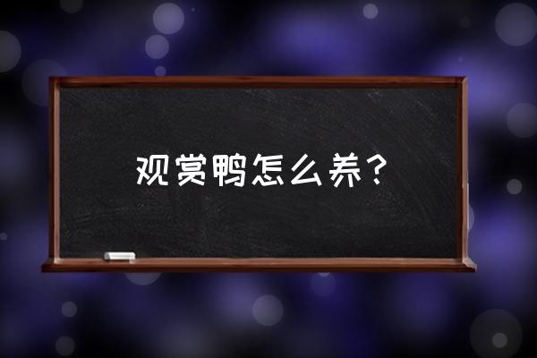 养鸭子的三大技巧 观赏鸭怎么养？