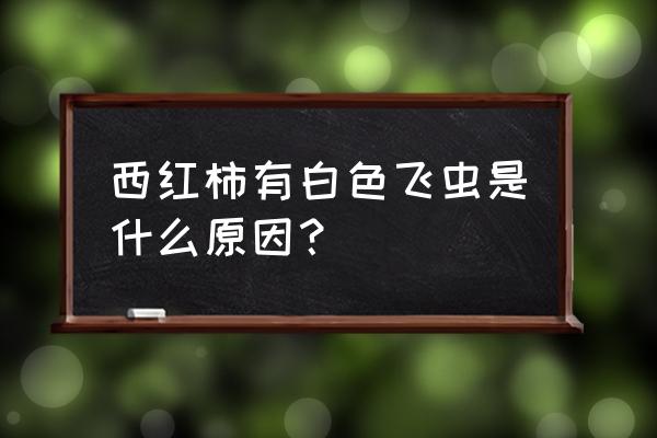 小白蛾怎么消灭 西红柿有白色飞虫是什么原因？