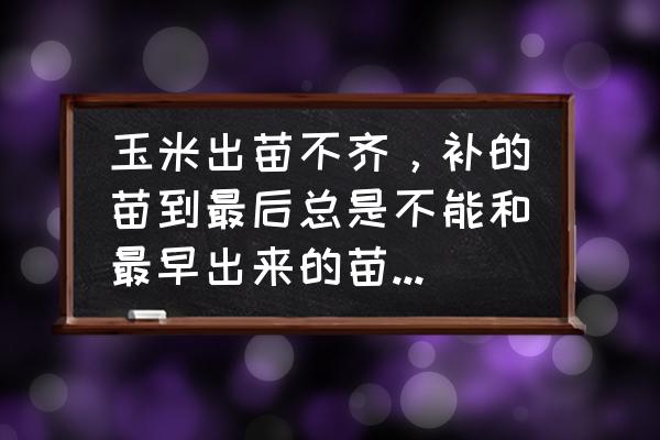 土层破坏种的玉米苗不出怎么处理 玉米出苗不齐，补的苗到最后总是不能和最早出来的苗一块成熟，有什么解决办法吗？