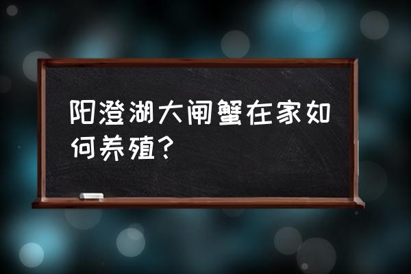 养螃蟹的十大注意事项 阳澄湖大闸蟹在家如何养殖？