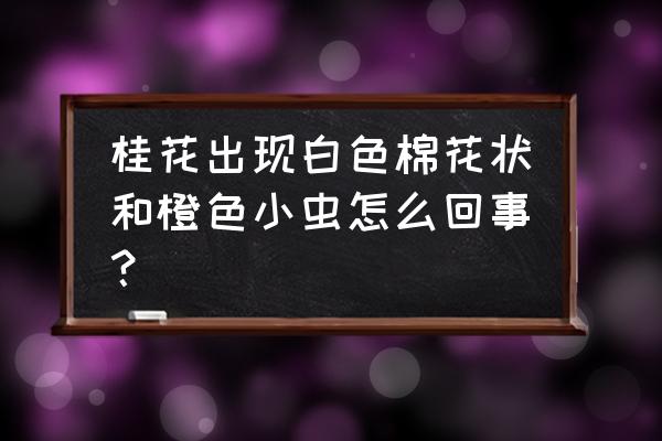 桂花常见虫害防治方法 桂花出现白色棉花状和橙色小虫怎么回事？