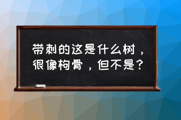 十大功劳移栽最佳时间 带刺的这是什么树，很像枸骨，但不是？