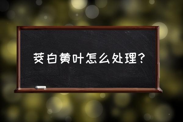 长期吃茭白的好处有什么坏处吗 茭白黄叶怎么处理？