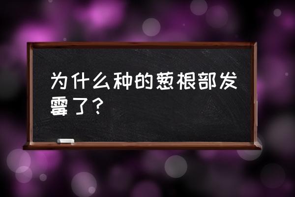 防治大葱软腐病的最佳方法 为什么种的葱根部发霉了？