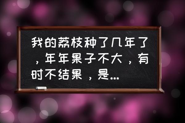 荔枝不开花不结果解决方法 我的荔枝种了几年了，年年果子不大，有时不结果，是怎么回事呢?冷空气来了，现在荔枝要怎么管理啊？