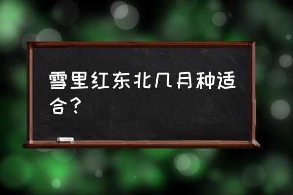 雪里红种植方法和时间 雪里红东北几月种适合？